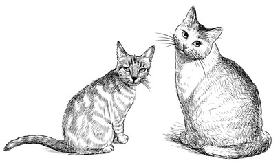 Cats, pets, two domestic animals, sitting, looking, sketch, realistic, hand drawn black and white vector illustration isolated
