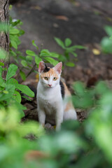 The cat hiding in the woods