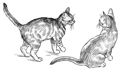 Cats, pets, two domestic animals, sketch, realistic, hand drawn black and white vector illustration isolated