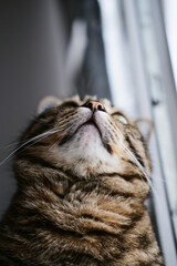 an adult beautiful tabby domestic cat sits on the windowsill and looks up. cat close-up. pet sitting by the window