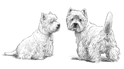 Scottish terriers, pets, dogs, lap dog, white, cute, realistic, hand drawn, vector illustration, isolated on white