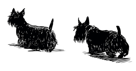Scottish terriers, dogs, black, pets, two, domestic animal, walking, shaggy, cute, back view, realistic, sketch, hand drawing, vector, isolated on white