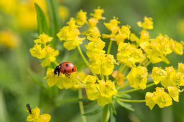 Marienkäfer auf gelber Blütenpflanze 