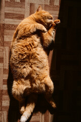 a beautiful big red domestic cat lies on its back, licks its fur, looks at the camera. The third pet close-up and in full growth lies on its back
