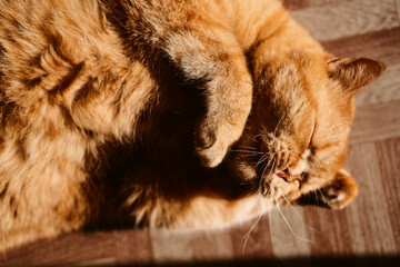 a beautiful big red domestic cat lies on its back, licks its fur, looks at the camera. The third pet close-up and in full growth lies on its back