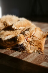 a beautiful big red domestic cat lies on its back, licks its fur, looks at the camera. The third pet close-up and in full growth lies on its back
