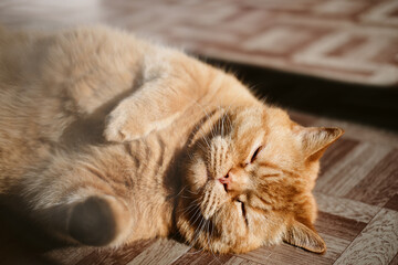 a beautiful big red domestic cat lies on its back, licks its fur, looks at the camera. The third pet close-up and in full growth lies on its back