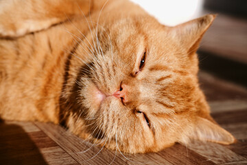 a beautiful big red domestic cat lies on its back, licks its fur, looks at the camera. The third pet close-up and in full growth lies on its back
