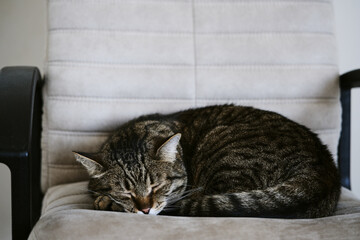adult tabby domestic cat sleeps. pet resting