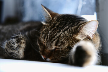 adult tabby domestic cat sleeps. pet resting