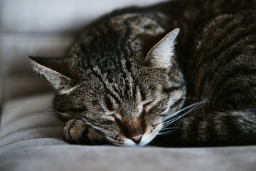 adult tabby domestic cat sleeps. pet resting