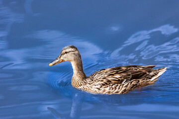Ente auf dem Wasser schwimmend 