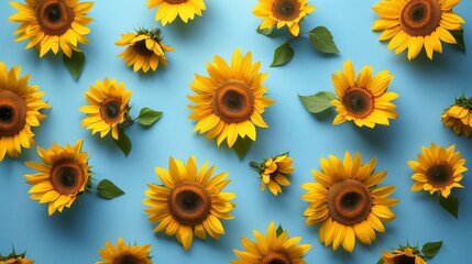 Bright sunflowers arranged neatly against a blue backdrop