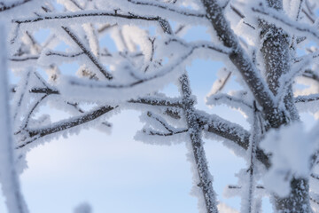 Closeup of frozen branch covered with frost on the winter morning