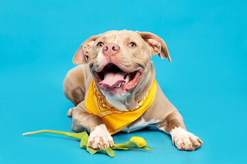 bully dog with flowers 
