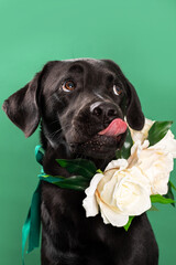 black labrador puppy with flowers