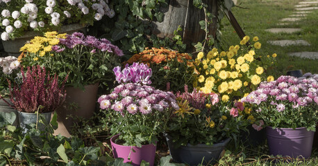 Naklejka premium Fleurs d'automne, chrysanthème, cyclamen et bruyère