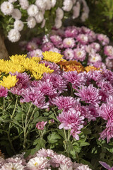 Fleurs d'automne, chrysanthème, cyclamen et bruyère