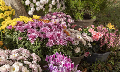 Fleurs d'automne, chrysanthème, cyclamen et bruyère