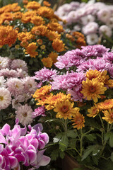 Fleurs d'automne, chrysanth&egrave;me, cyclamen et bruy&egrave;re