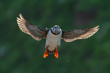 Puffin in flight with green background
