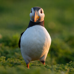 Puffin portrait at sunset