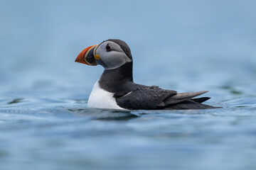 Puffin floating on the sea