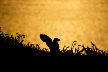 Puffin silhouette on cliff at sunset