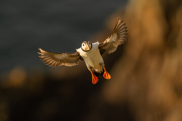 Puffin in flight at sunset