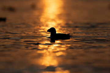 Puffin floating on the sea at sunrise