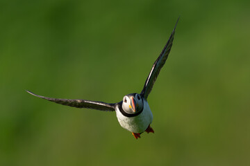 Puffin in flight with green background
