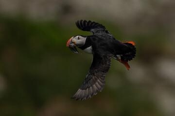 Puffin in flight with beak full of fish