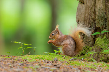 Red squirrel on forest floor