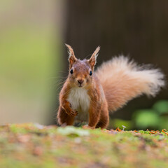 Red squirrel on forest floor