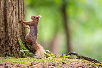 Red squirrel sat on log in forest