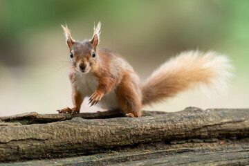 Red squirrel sat on log in forest