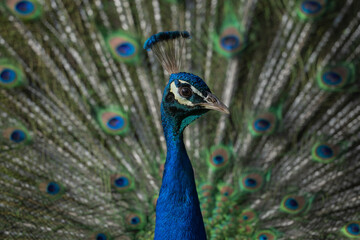 Peacock for tail displayed