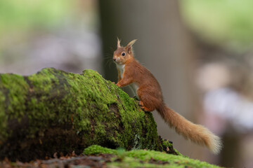 Red squirrel sat on log in forest