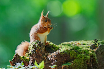 Red squirrel sat on log in forest