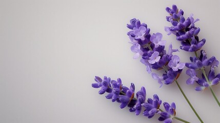 A bunch of purple flowers resting on a white table