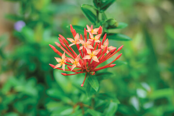Red ixora with green leaves. Flower ferns.