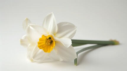Naklejka premium A white and yellow narcissus flower stands out on a white background