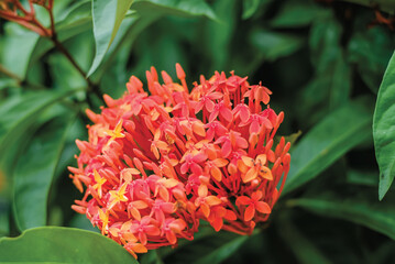 Red ixora with green leaves. Flower ferns.