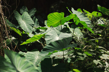 Colocasia Elephant Ear plants growing wild in dappled sunlight