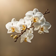 Fototapeta premium white orchid flower