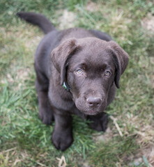 Brown Labrador Puppy