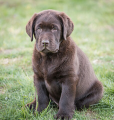 Brown Labrador Puppy