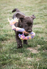 Brown Labrador Puppy
