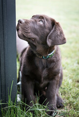Brown Labrador Puppy