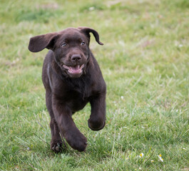 Brown Labrador Puppy